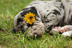 sleeping Great Dane Puppy