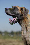 yawning Great Dane