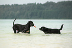 2 dogs