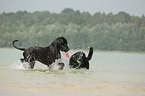 2 dogs