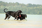 2 dogs