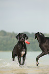 2 Great Danes