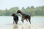2 Great Danes