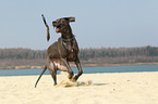 running Great Dane