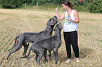 Great Danes