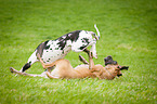 playing Great Danes