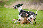 playing Great Danes