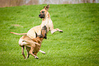 playing Great Danes