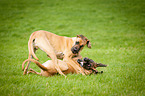 playing Great Danes