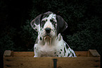 Great Dane Puppy