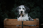 Great Dane Puppy