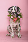 sitting young great dane