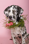 young great dane portrait
