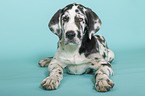 lying young great dane