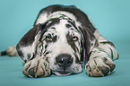 lying young great dane