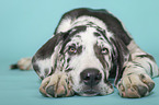 lying young great dane