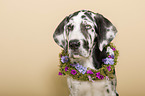 young great dane portrait