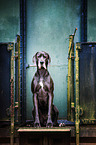 sitting Great Dane