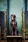 sitting Great Dane