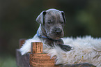 Great Dane Puppy in a box