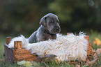 Great Dane Puppy portrait