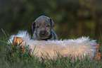 Great Dane Puppy portrait
