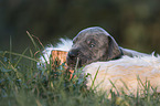 Great Dane Puppy portrait