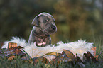Great Dane Puppy portrait