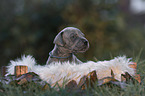 Great Dane Puppy portrait
