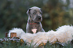 Great Dane Puppy portrait