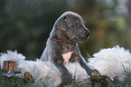 Great Dane Puppy in a box