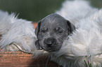 Great Dane Puppy in a box