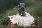 Great Dane Puppy portrait