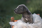 Great Dane Puppy portrait