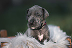 Great Dane Puppy in a box