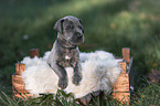 Great Dane Puppy in a box