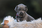 Great Dane Puppy portrait