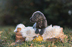Great Dane Puppy in a box