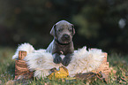 Great Dane Puppy in a box