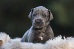 Great Dane Puppy portrait