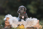 Great Dane Puppy in a box