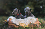 Great Dane Puppies portrait