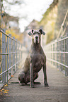 sitting Great Dane