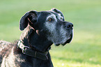 Great Dane Portrait