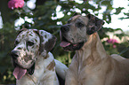 Great Danes