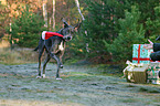running Great Dane