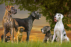 6 dogs