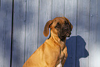 Great Dane Portrait
