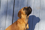 Great Dane Portrait
