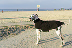 Great Dane on the beach